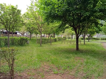 Pitches