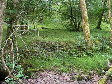 Woodland pitches