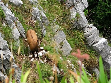 Chamois along the k4 trail