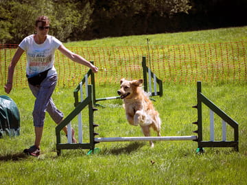 Dog agility course