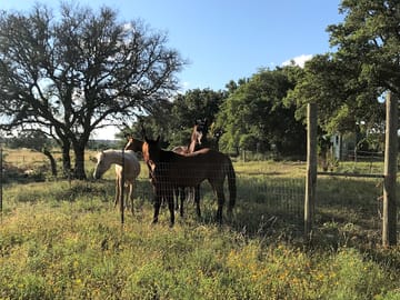 Horses on the grounds