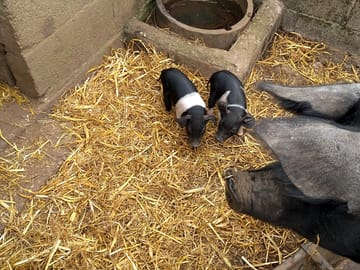 Piggles