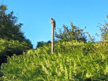 Totem