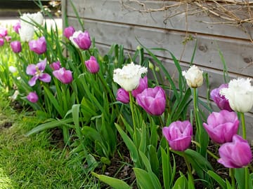Lots of flowers on the glamping field