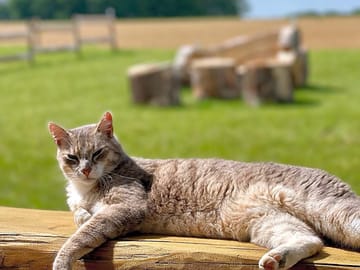 Animals on site