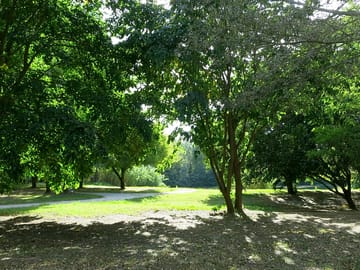 Pitches under the trees
