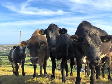 Cows on the track next to nine barrow down