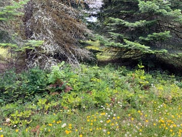 A variety of trees and wildflowers