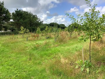 Fruit orchard