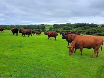 Cows