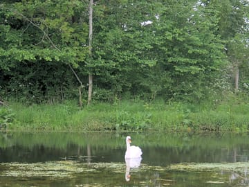Look out for wildlife, including swans and hares
