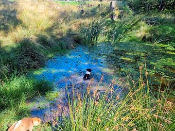 The pond