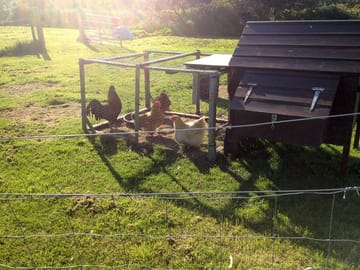 Eggs, anyone?