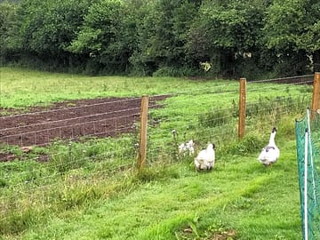 Some of the livestock