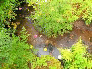 Stream near the site