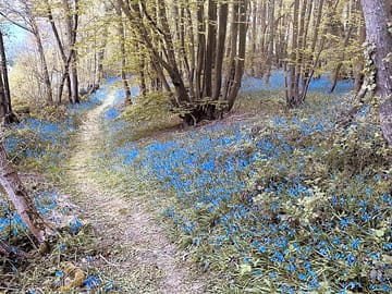 Private woodland walks are available to all farm guests