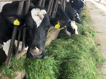 These cows certainly aren't camera shy