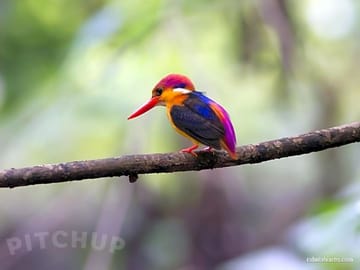 Large variety of wild birds