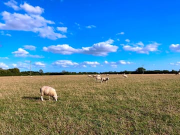 The site's organic lleyn lambs grazing