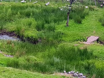 The river dove