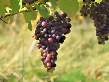 Ripening pinot noir 2023 at hanwell wine estate, nottinghamshire