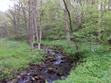 Walking the dog in the woodlands on site along the river