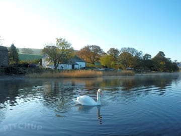 Swans