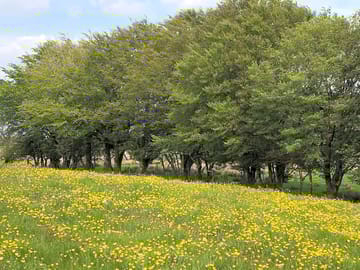 Spring into summer in the far paddock and wildflower meadow