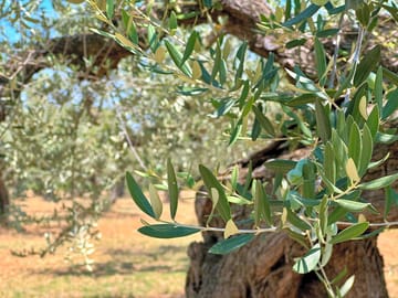 Amongst olive threes you will stay in their fresh shade which provides a perfect relaxing spot.