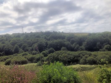 Ro dama farm