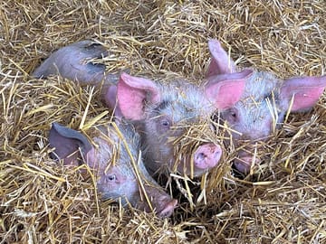 Pigs