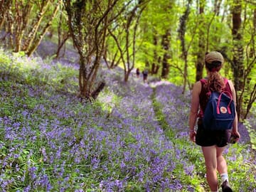 Woodland path to the beach in spring
