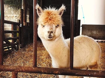Meet the alpacas