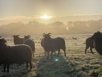 The site's flock