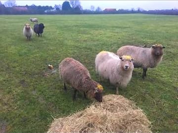 Some of the livestock