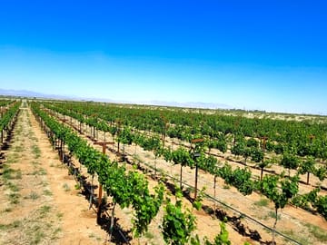 View over the vineyard to the west
