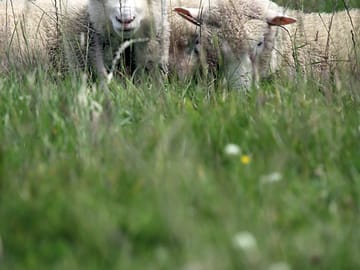 Working farm with many animals
