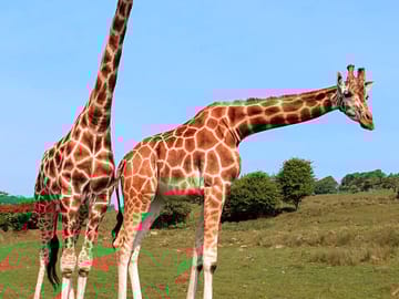 Giraffes