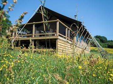In the wildflower meadow