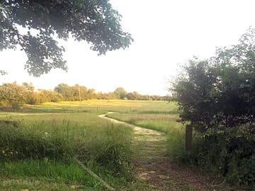 Pathway through the meadow