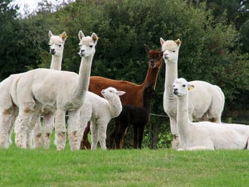 Alpacas ladies and babies