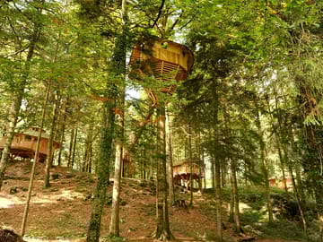 Treehouses high up in the woods