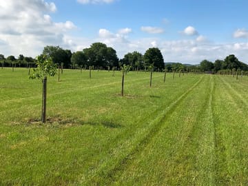 Summer on site