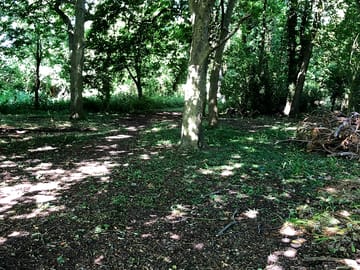 Shaded pitches in the woods
