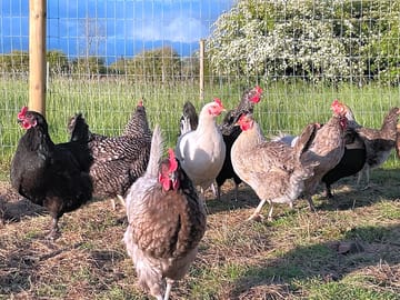 Your eggs in the morning won’t get fresher than this, meet our lovely ladies