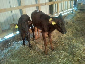 New calves settle in