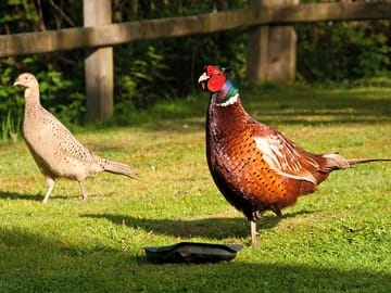 Some of the wildlife enjoyed by visitors