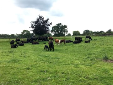 Resident cattle