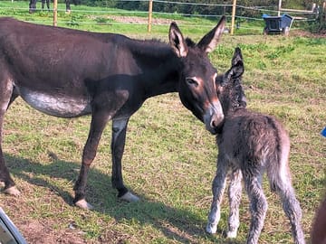 Fudge and delilah