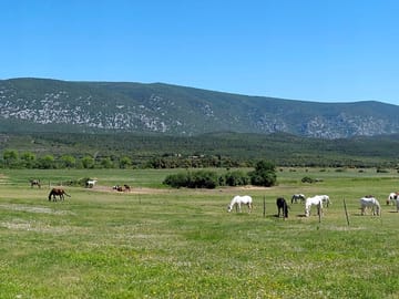 Horses and views